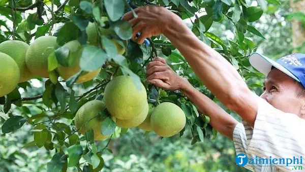 Nằm Mơ Thấy Hái Trái Cây Là Điềm Dữ Hay Điềm Lành?