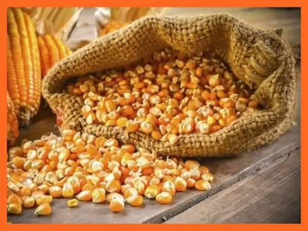 Nằm Mơ Thấy Hạt Ngô Đánh Con Gì? Giải Mã Điềm Báo Giấc Mơ ...