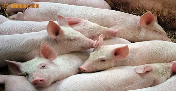 Giải Mộng Chiêm Bao Thấy Lợn Đẻ Là Điềm Báo Gì?