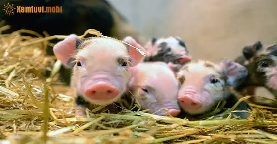 Giải Mộng Chiêm Bao Thấy Lợn Đẻ Là Điềm Báo Gì?