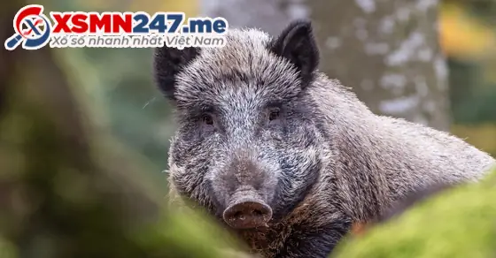 - Ý Nghĩa Giấc Mơ Heo Rừng, Lợn Rừng Màu Đen