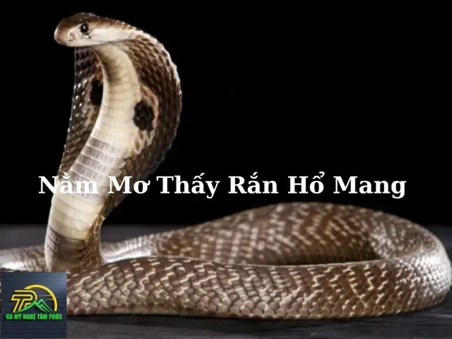 Nằm Mơ Thấy Rắn Hổ Mang Chúa Là Điềm Báo Gì? Tốt Hay Xấu? Ý Nghĩa, Điềm Báo & Con Số May Mắn