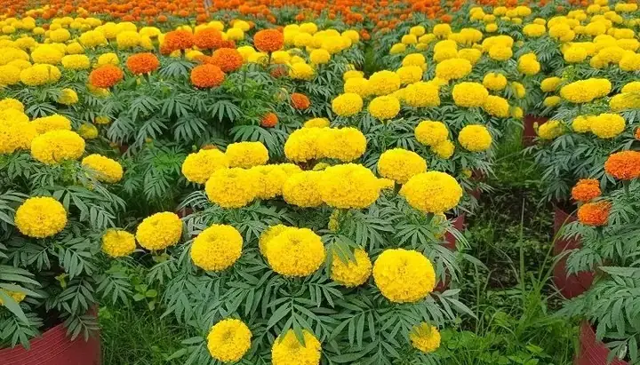 Mơ Thấy Hoa Cúc Vàng Héo Úa