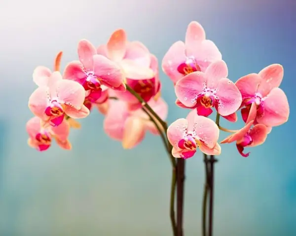 Mơ Thấy Hoa Đánh Con Gì?