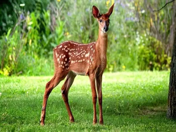 Hươu Nai Trong Các Nền Văn Hóa Cổ Đại