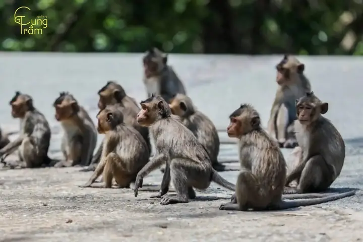 Mơ Thấy Khỉ Là Điềm Báo Gì? Dự Điềm Báo Xấu Hay Lành? | Cung ... Mơ Thấy Khỉ Là Điềm Báo Gì? Dự Điềm Báo Xấu Hay Lành? | Cung ...