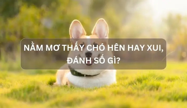 Giải Mã Ý Nghĩa, Điềm Báo Khi Nằm Mơ Thấy Chó