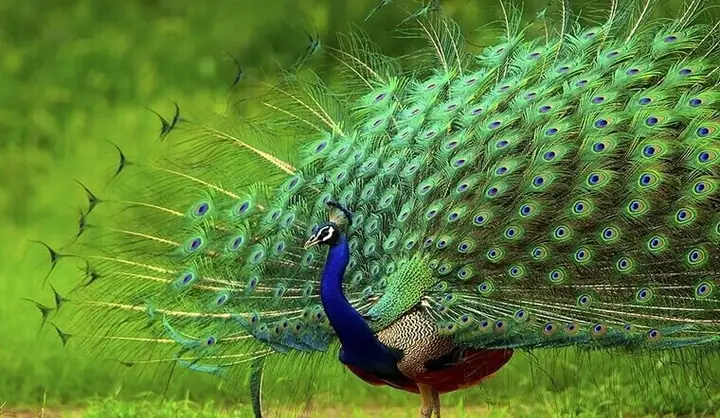 Ý Nghĩa Và Tác Dụng Của Lông Công Trong Phong Thủy