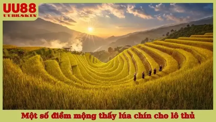 Những Tình Huống Chi Tiết Trong Mơ Thấy Lúa Chín