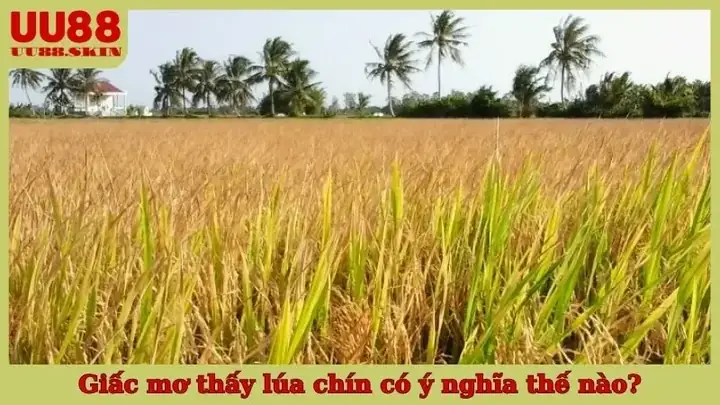 Giải Mã Ý Nghĩa Giấc Mơ Thấy Lúa Chín
