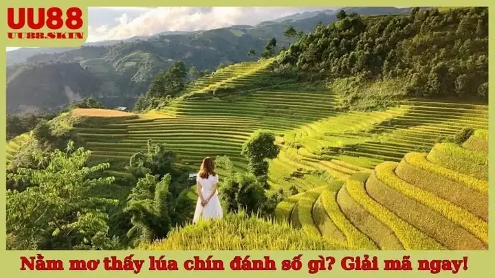 Giải Đáp Nằm Mơ Thấy Lúa Chín Đánh Số Gì?