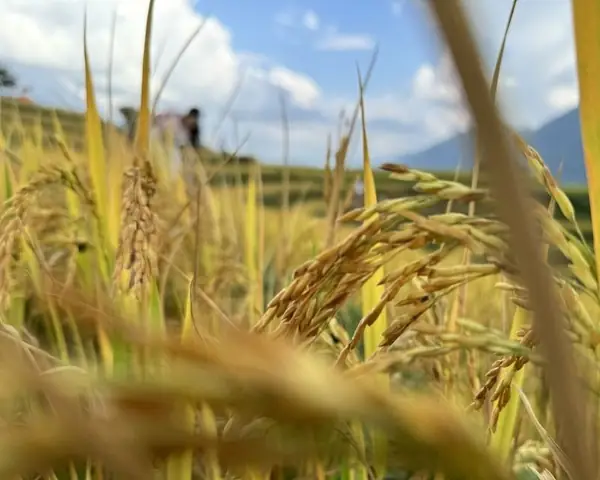 Mơ Thấy Cánh Đồng Lúa Chín Vàng
