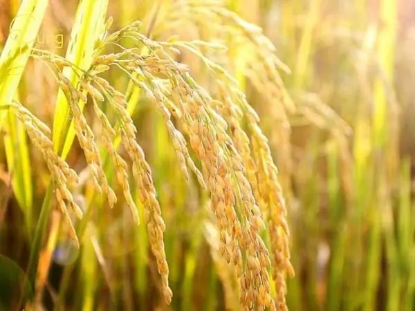 Nằm Mơ Thấy Lúa Gắn Liền Với Những Con Số May Mắn Nào?