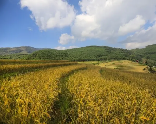 Mơ Thấy Đồng Lúa Chín