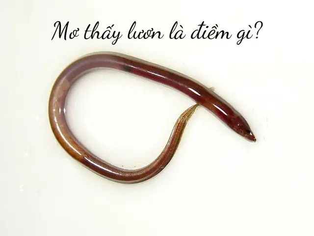 Giải Mã Giấc Mơ Thấy Lươn: Những Điềm Báo Và Con Số Đem Lại May ...
