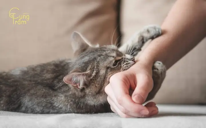 Nằm Mơ Thấy Mèo Cắn Là Gì? Dự Báo Điềm Lành Hay Xui Rủi | Cung ...