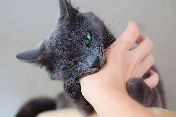 [giải Mã] Những Giấc Mơ Thấy Mèo Cắn Và Đánh Con Gì Dễ Trúng ...