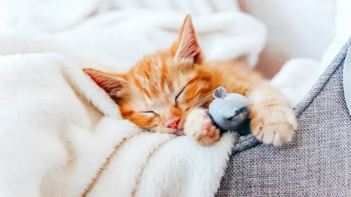 Nằm Mơ Thấy Mèo Cắn Đánh Số May