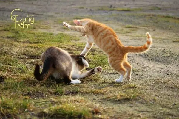 Mơ Thấy Mèo Cắn Nhau