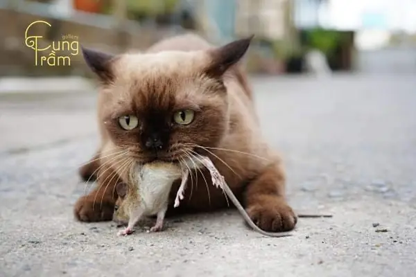 Mơ Thấy Mèo Cắn Chuột