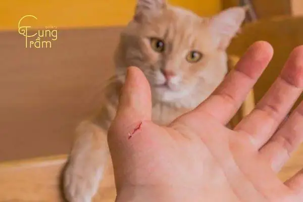 Mơ Thấy Mèo Cắn Rách Da