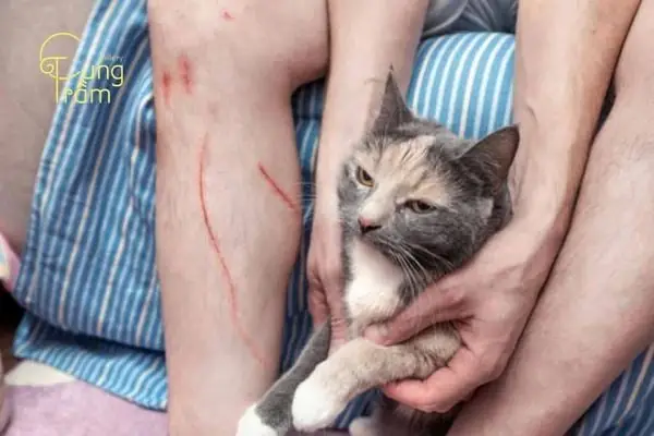 Nằm Mơ Thấy Mèo Cắn Vào Chân