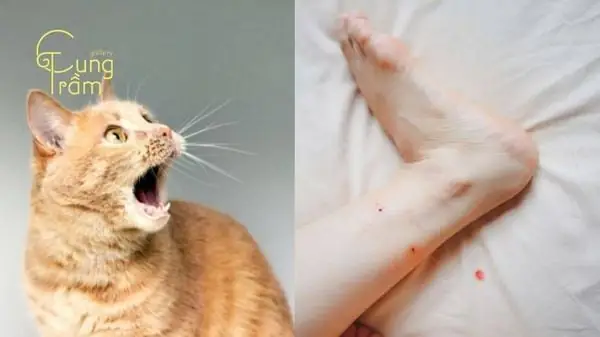 Mơ Thấy Mèo Vàng Cắn