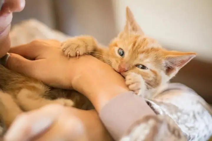 Nằm Mơ Thấy Mèo Cắn Chảy Máu