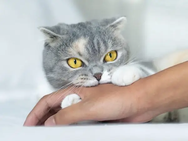 Giải Mã Ý Nghĩa Giấc Mơ Thấy Mèo Cắn Dưới Góc Nhìn Tâm Lý Học