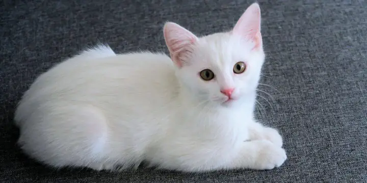 Mơ Thấy Mèo Có Ý Nghĩa Gì? Mơ Thấy Mèo Đánh Số Mấy