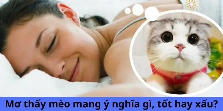 Mơ Gặp Mèo Là Điềm Tốt Hay Xấu?