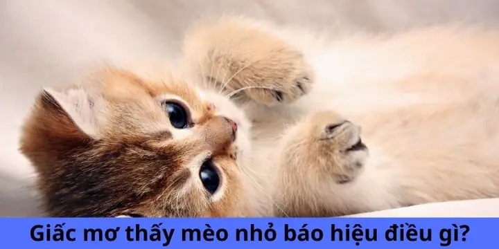 Nằm Mơ Thấy Mèo Nhỏ Bị Ốm