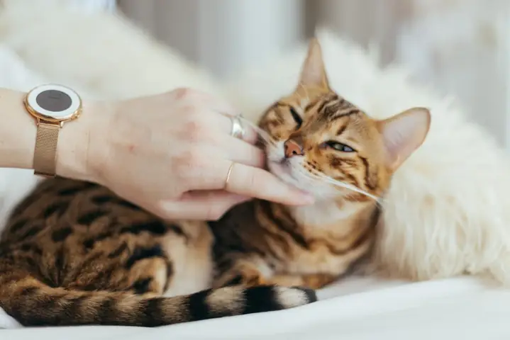 Mơ Thấy Mèo Xám