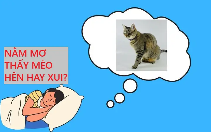 Nằm Mơ Thấy Mèo Hên Hay Xui? Tổng Hợp Những Con Số Liên Quan ...