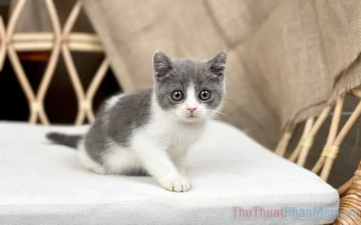 Mơ Thấy Mèo Điềm Gì? May Mắn Hay Thị Phi?