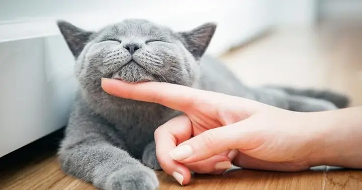 Giải Mã Ý Nghĩa Giấc Mơ Thấy Mèo - Kinh Nghiệm