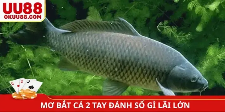 🔢nằm Mơ Bắt Cá 2 Tay Chọn Con Số May Mắn Nào?