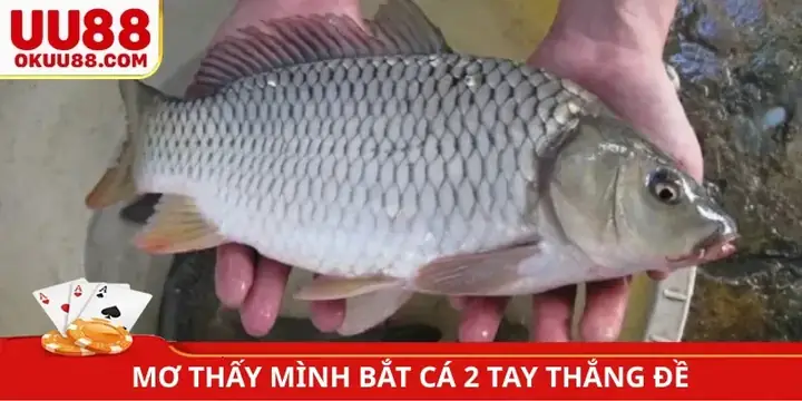 🔢nằm Mơ Thấy Mình Bắt Cá 2 Tay Ở Nhiều Môi Trường Khác Nhau