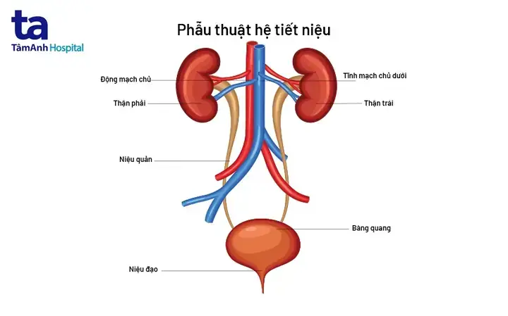 Phân Tích Chi Tiết Các Trường Hợp Mơ Thấy Có Bầu Và Con Số Tương Ứng