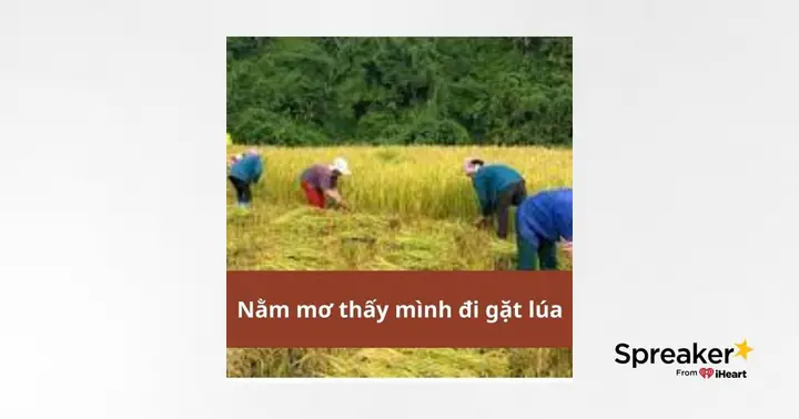 Nằm Mơ Thấy Mình Đi Gặt Lúa: Ý Nghĩa Và Con Số May Mắn Nằm Mơ Thấy Mình Đi Gặt Lúa: Ý Nghĩa Và Con Số May Mắn