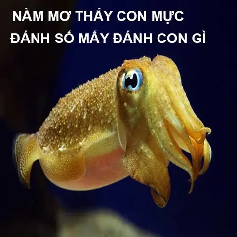 Mơ Thấy Mực Là Điềm Báo Gì? Các Con Số Mang Lại May Mắn Nhất
