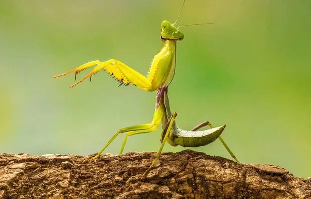 Con Ngựa Trời (bọ Ngựa) Bay Vào Nhà Là Điềm Gì, Tốt Hay Xấu ...