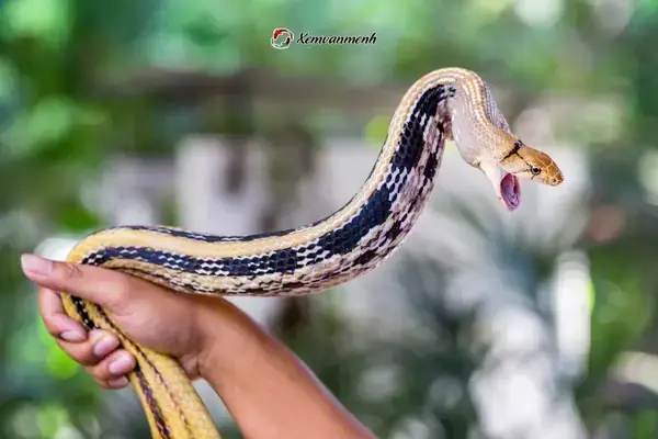 Giải Mã Giấc Mơthấy Người Khác Bắt Được Rắn Chi Tiết