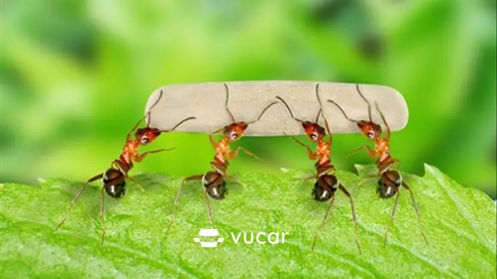 Ý Nghĩa Chiêm Bao Mơ Về Kiến: