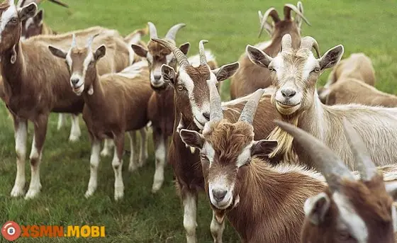- Nằm Mơ Thấy Bắt Dê
