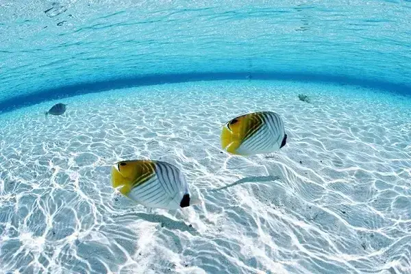 Nằm Mơ Thấy Bắt Được Nhiều Cá Nên Đánh Đề Con Gì Số Bao Nhiêu