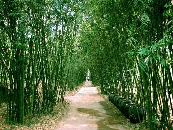 Nằm Mơ Thấy Nhiều Cây Tre Mang Ý Nghĩa Gì? Giải Mã Chi Tiết