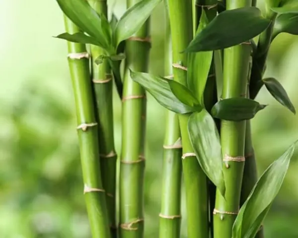 Mơ Thấy Cây Tre Đánh Con Gì? Mơ Thấy Bụi Tre Đánh Con Gì?