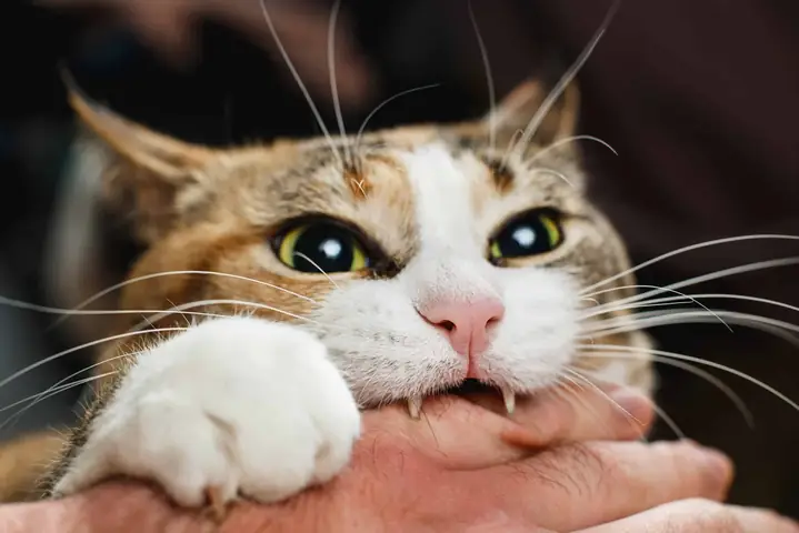Nằm Mơ Thấy Nhiều Mèo Đánh Con Gì