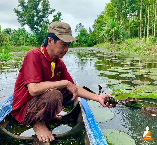 Nằm Mơ Thấy Bắt Ốc Bươu Đen